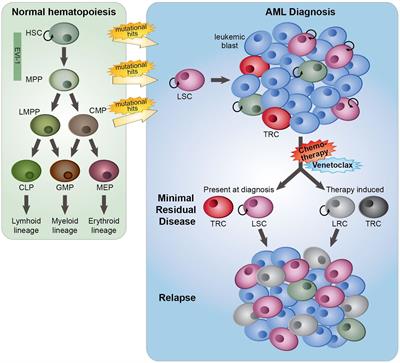 Escape From Treatment; the Different Faces of Leukemic Stem Cells and Therapy Resistance in Acute Myeloid Leukemia